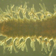 Illustration for article titled Whoa, this leech survived after being in liquid nitrogen for 24 hours